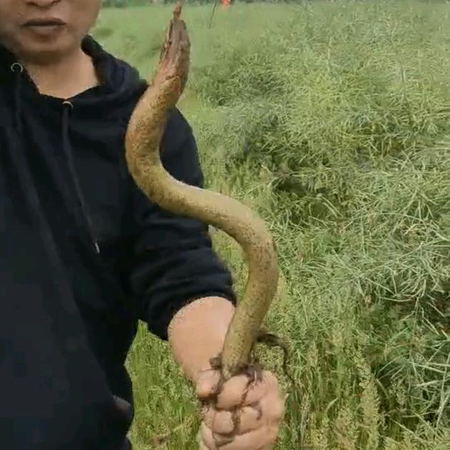 湘乡黄鳝哥
