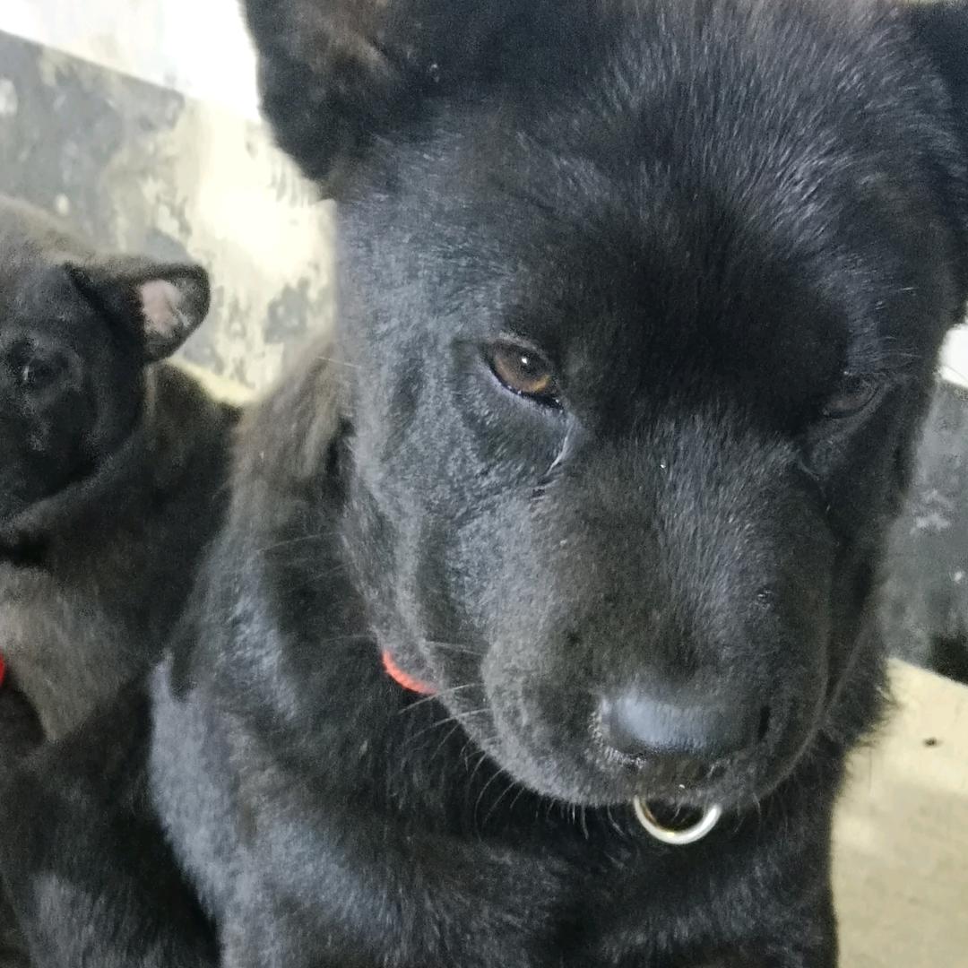 四镇五黑犬业1