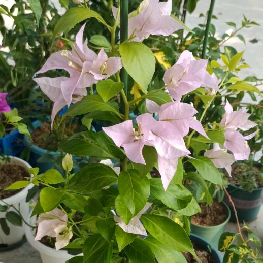 biu～　　　　╲　　　　🪳