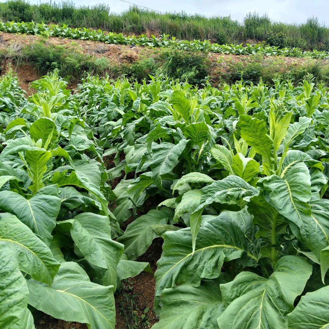 云南省红河州石屏李可