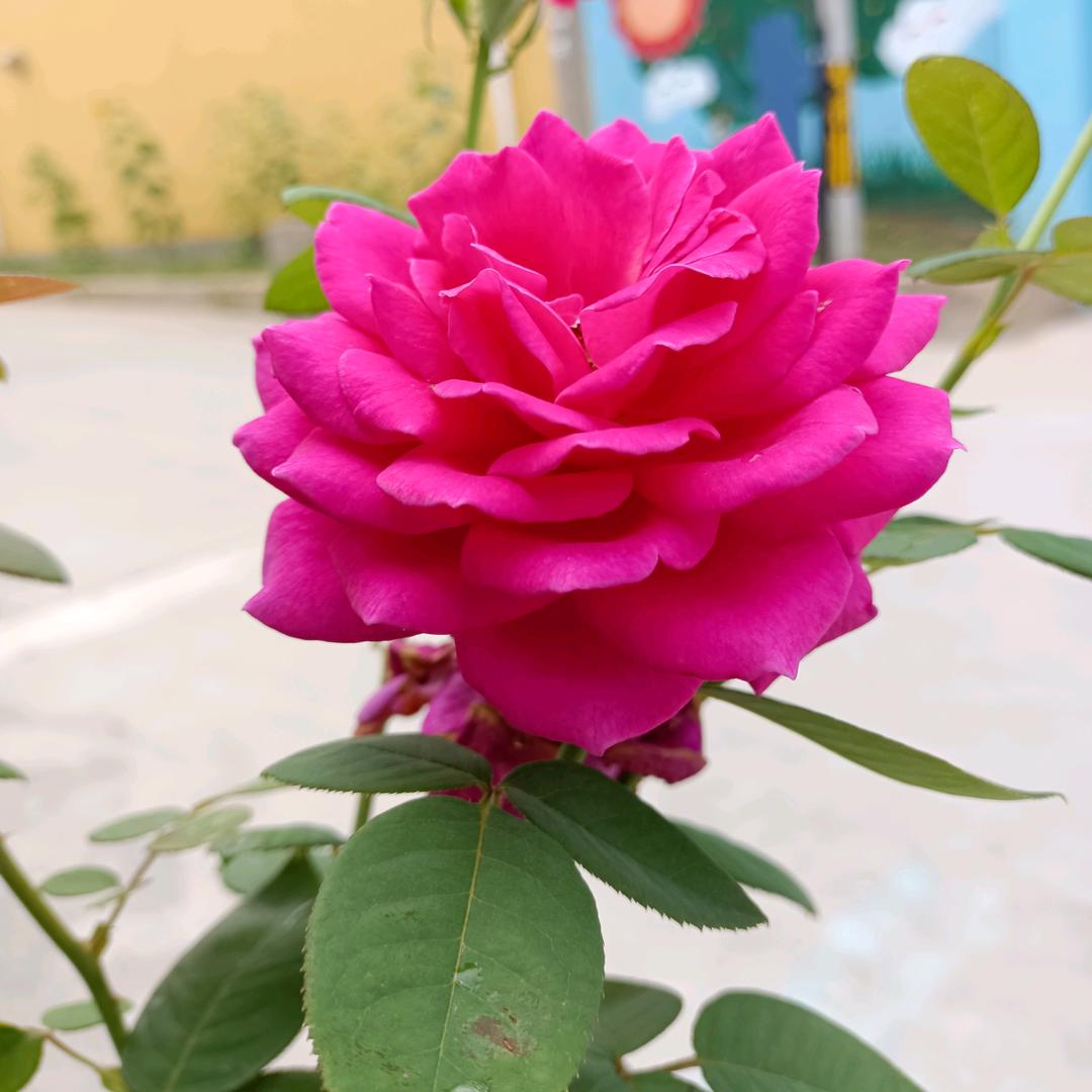 春暧花开