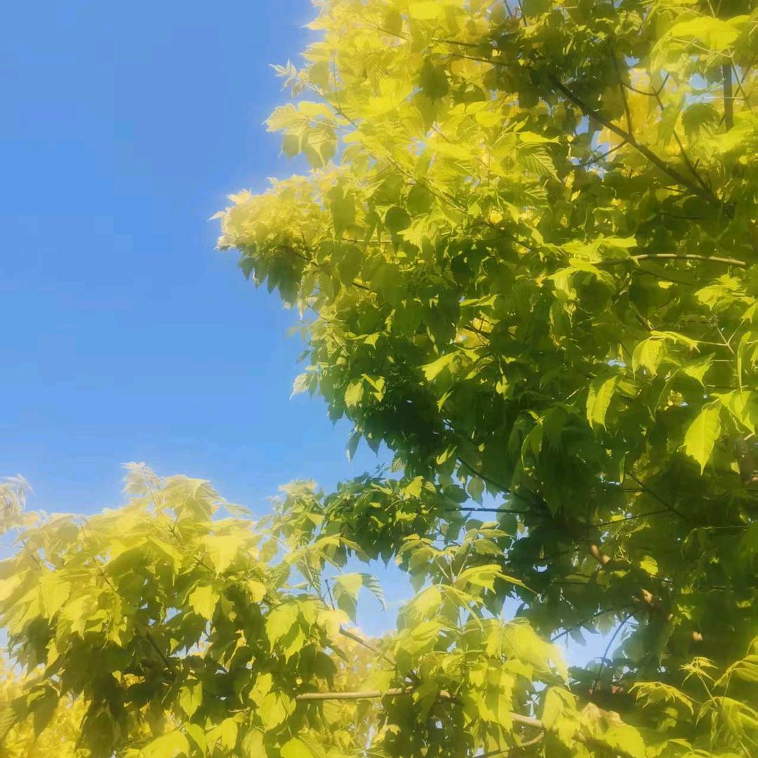 🎶红叶之声🎶