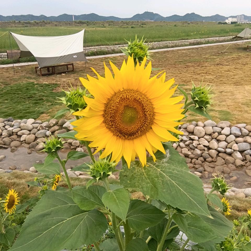笑看人生