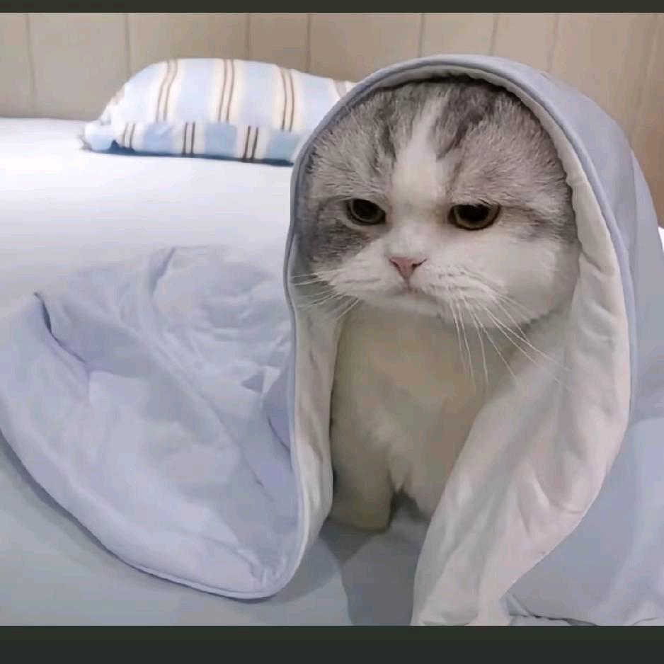 绾花眠y