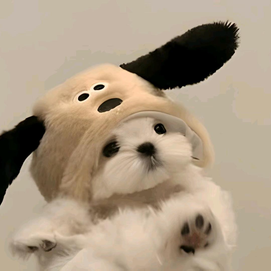 小阿宝