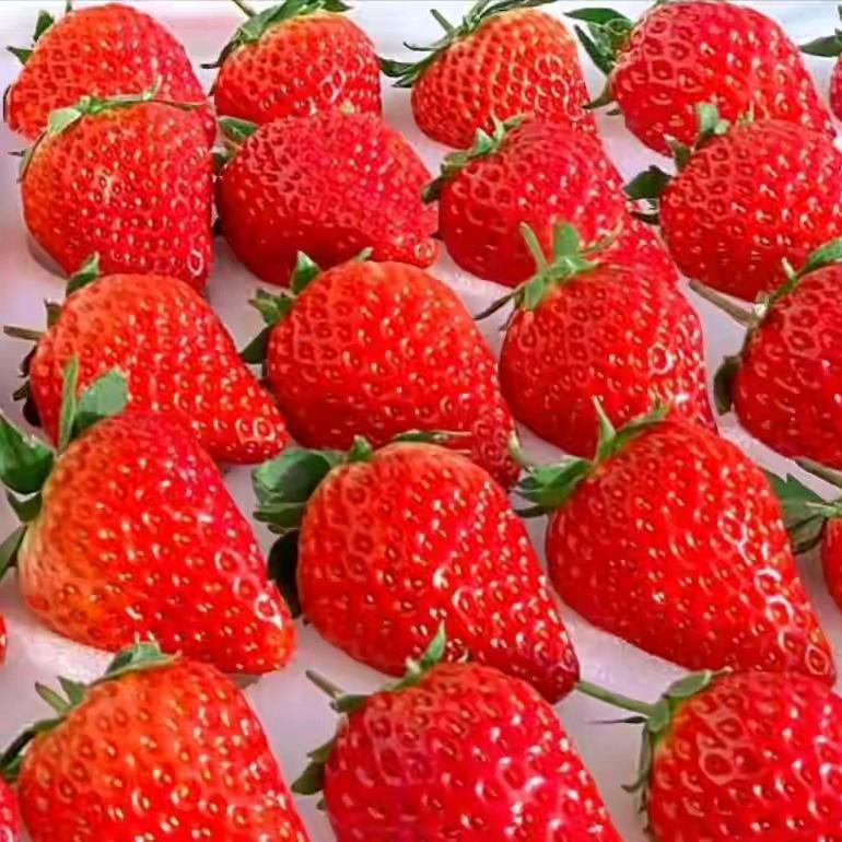 草莓之乡是我家