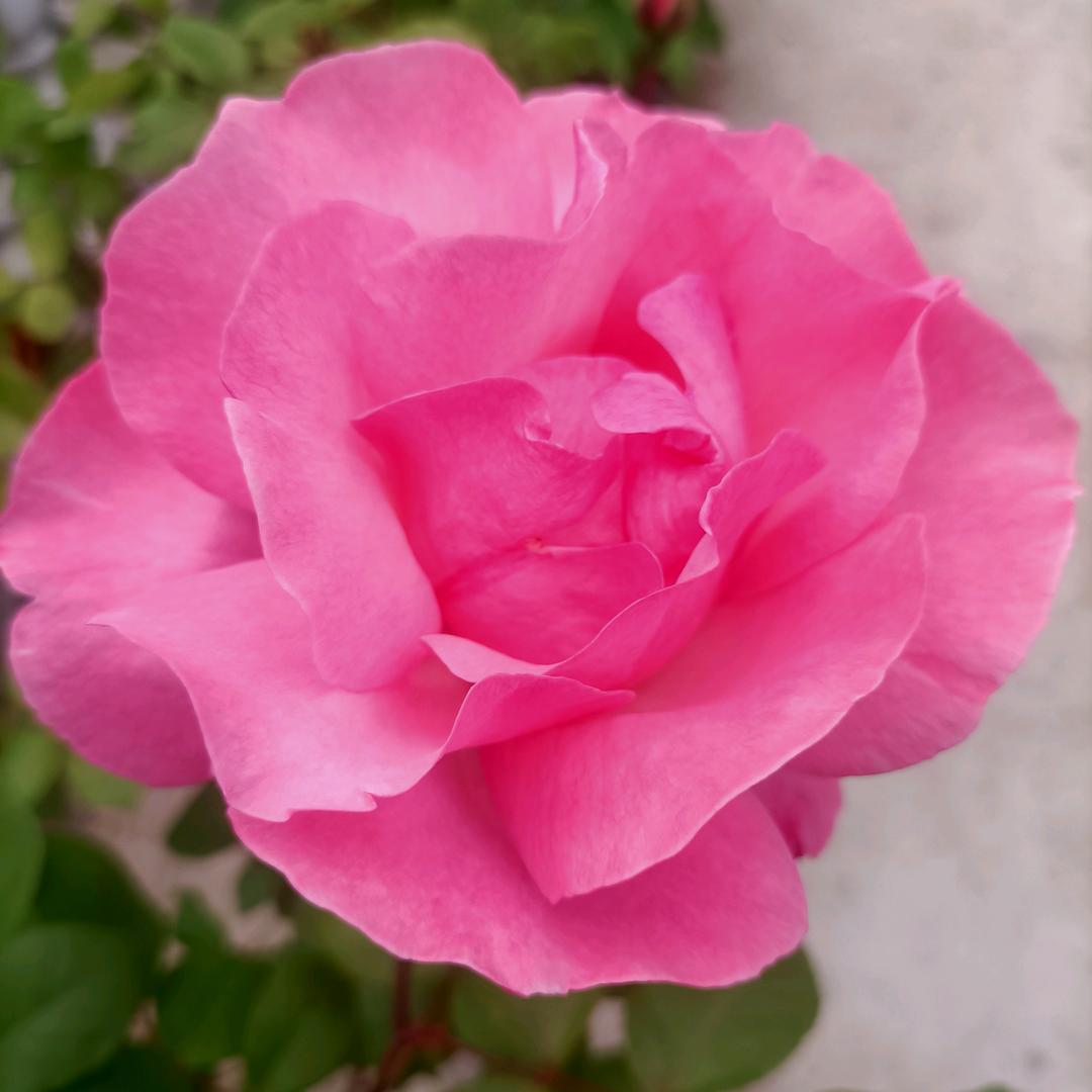 🌈追梦人🕊️