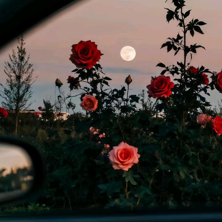 ꧔ꦿএ释怀ꦿ໊ོ༊
