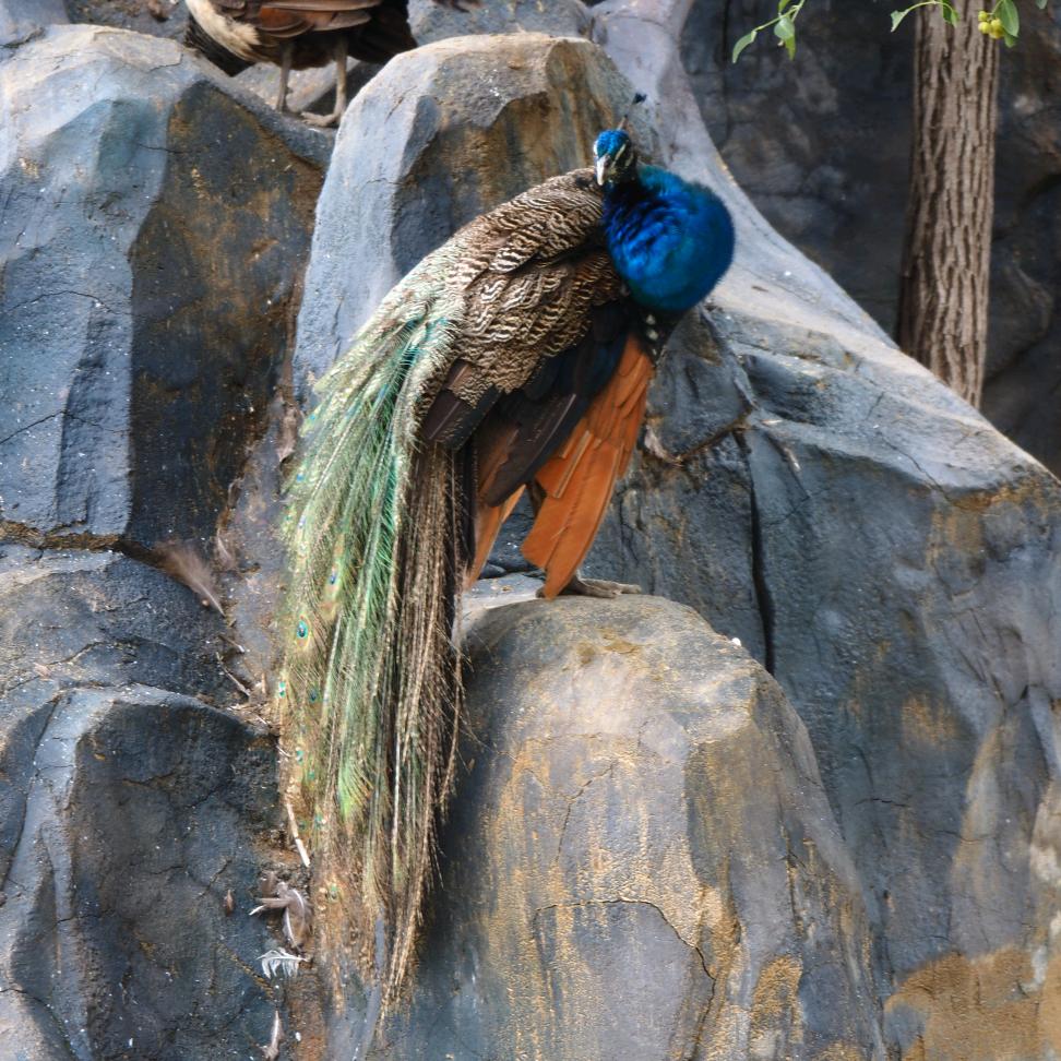 海那边的小姐姐