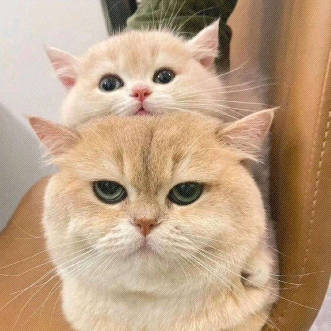 会拉💩的猫