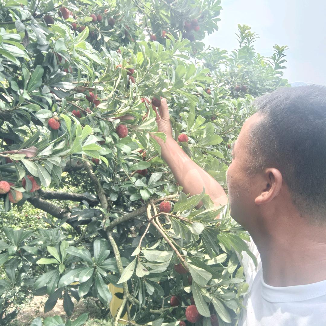 林谋杨梅种植专业合作社