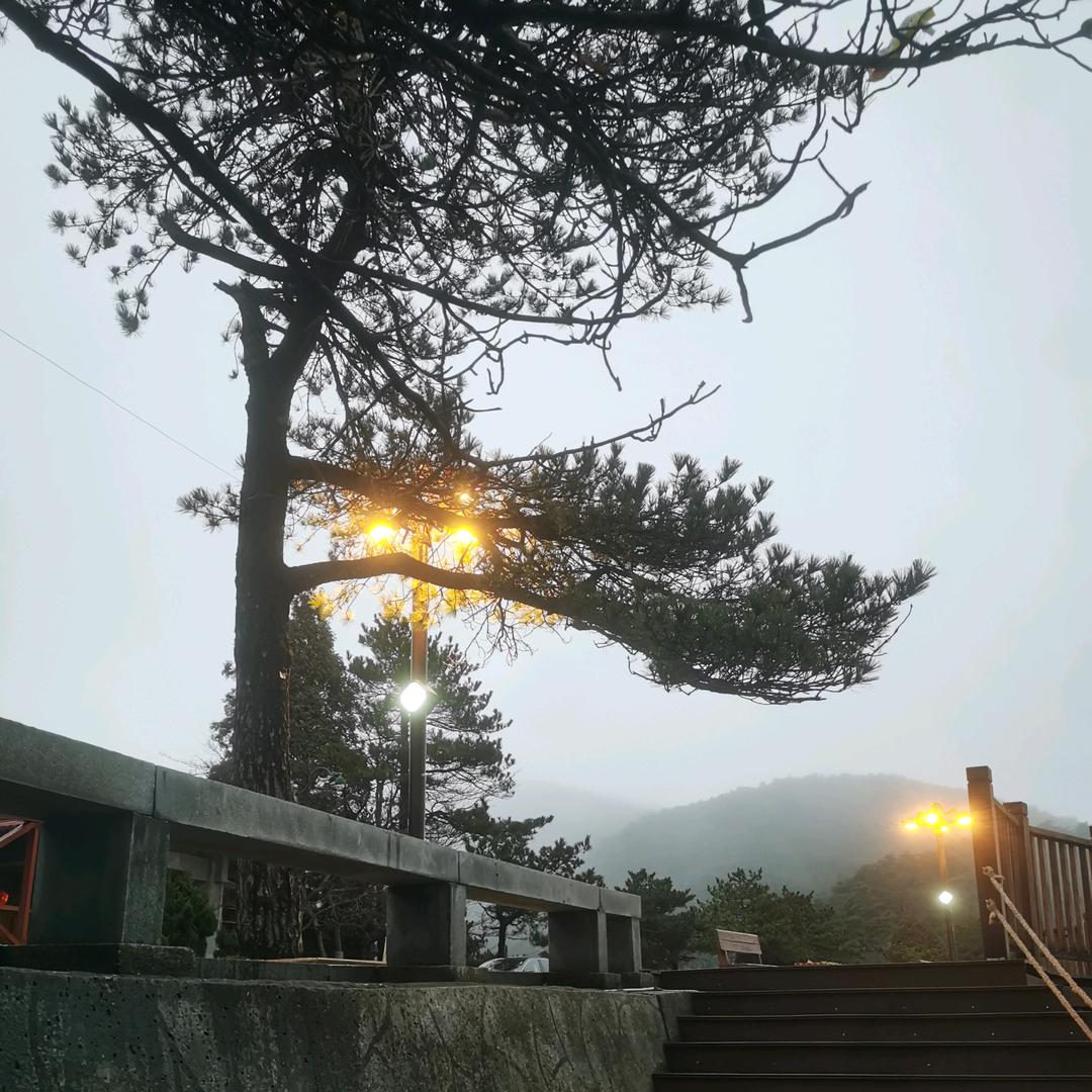 爱吃鱼🐟的猫🐱