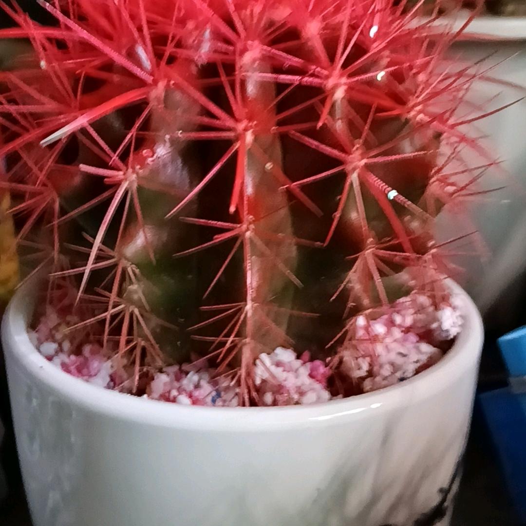好想有个家，找老婆