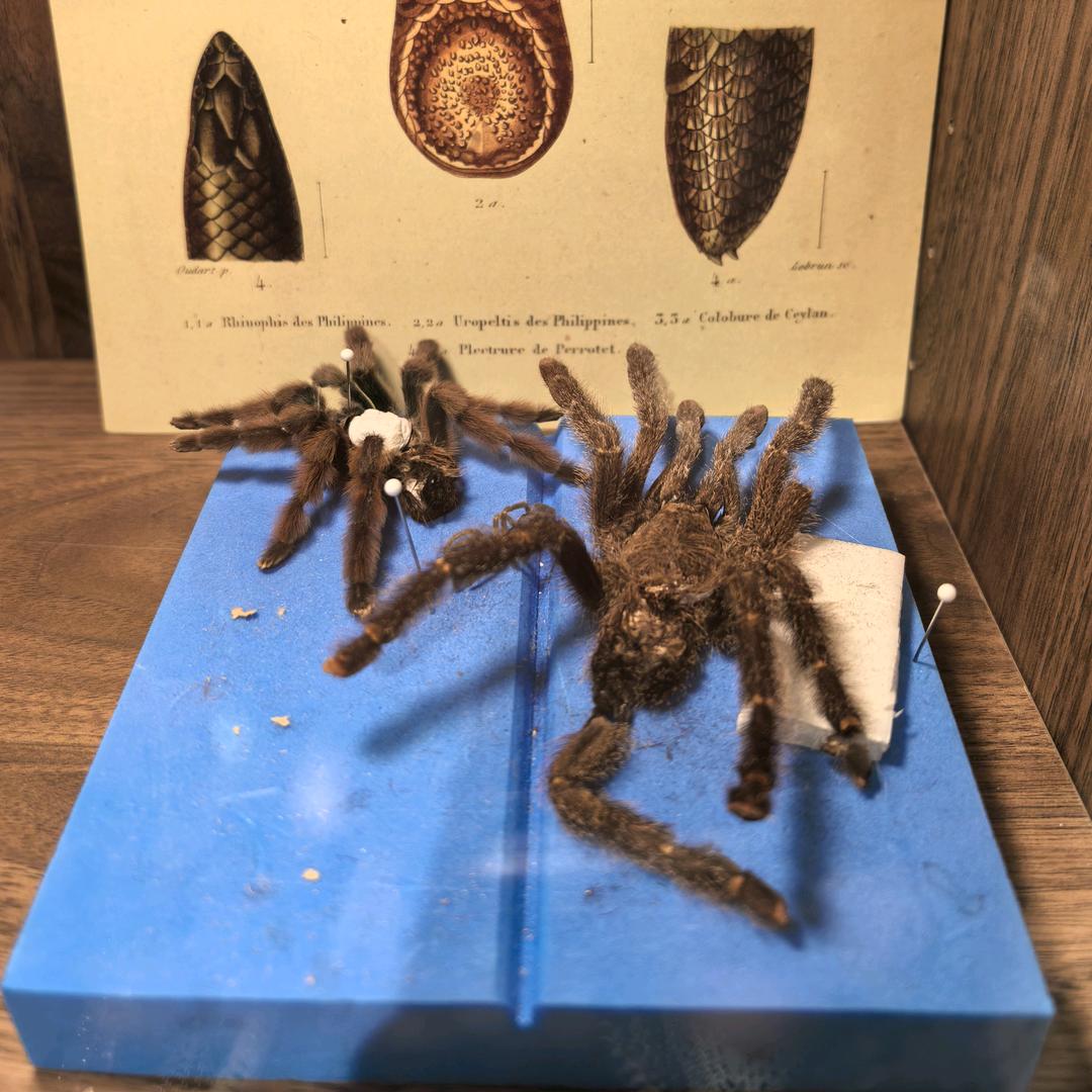 福星高照