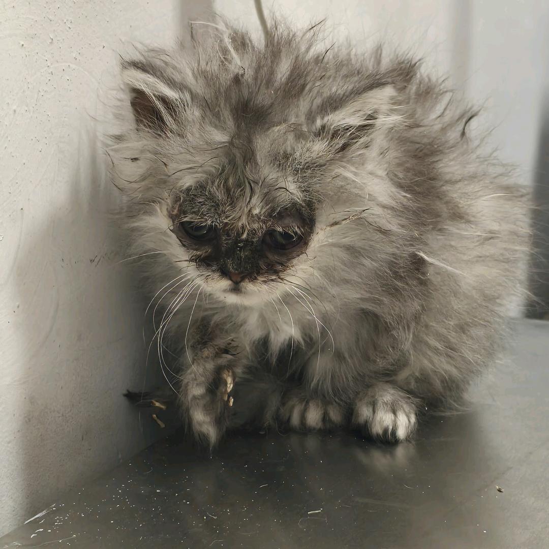 oi小猫老弟⁶⁶