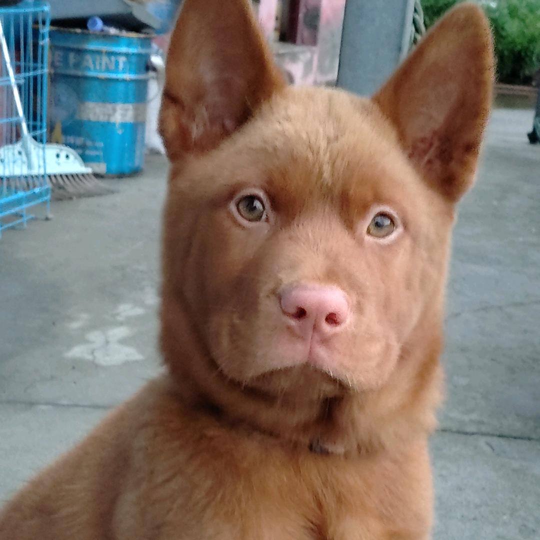 犬之友