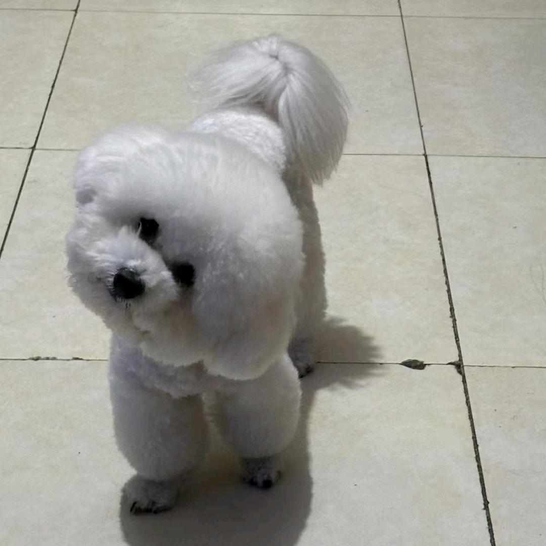 比熊咖喱(小号)