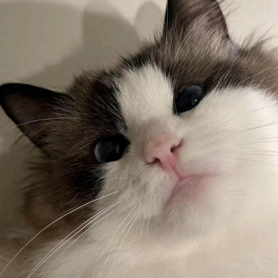 大熊猫