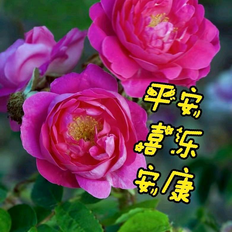 余生随心
