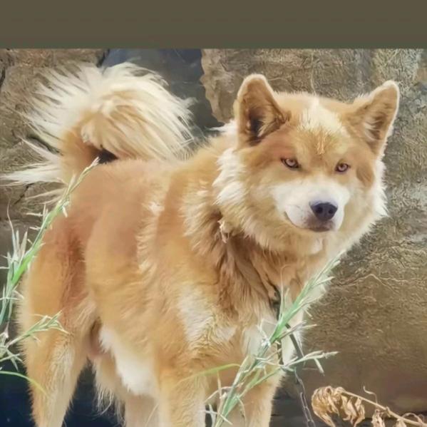 广西老表淘狗（买🐶私聊）