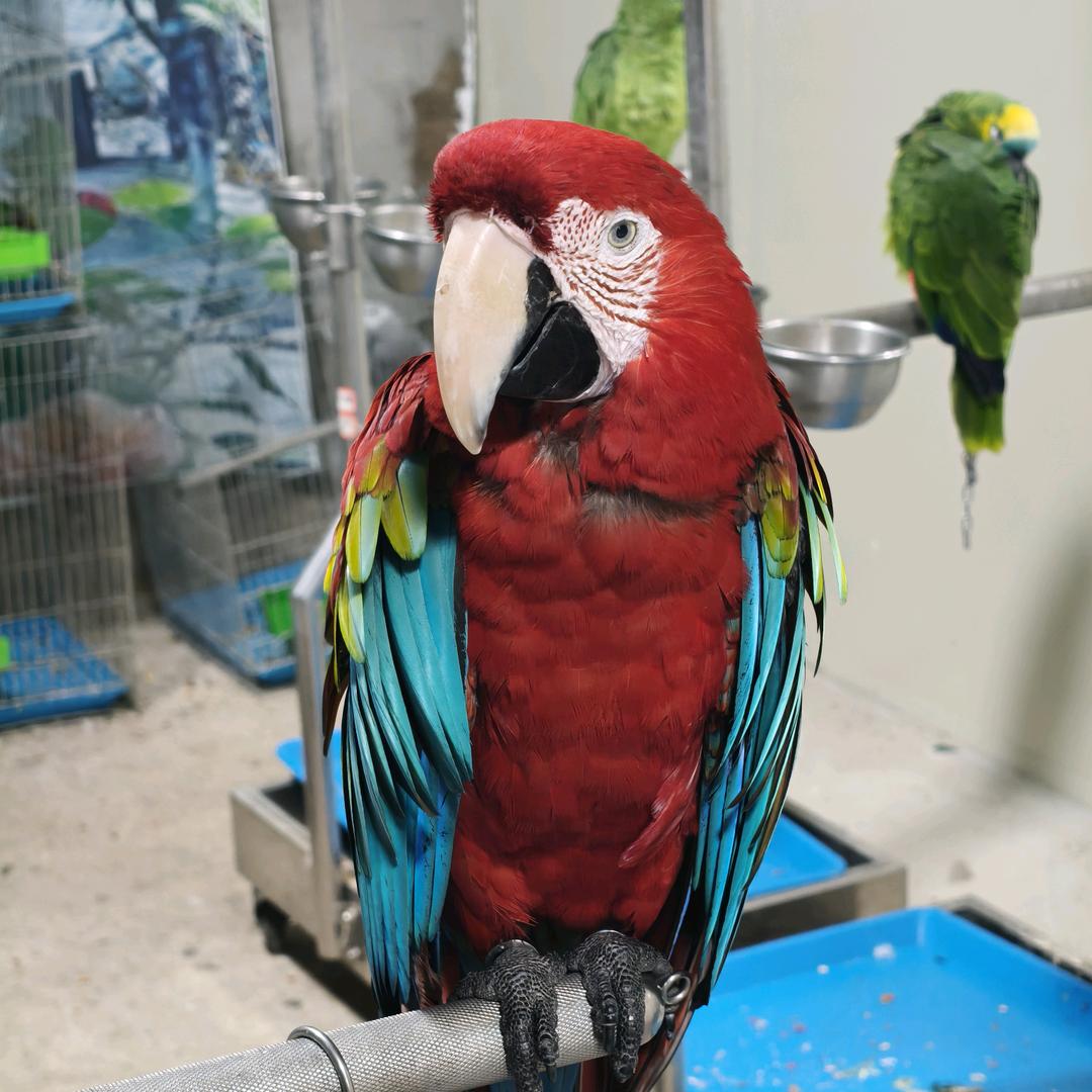 漳州鸟场小夏夏🦜