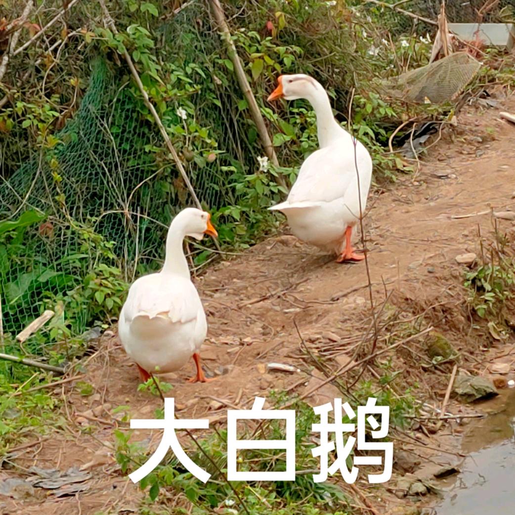 霞浦𓅭土鸡🐓包送🐔土鸡蛋