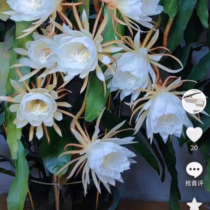 💞ꦿ阿涛