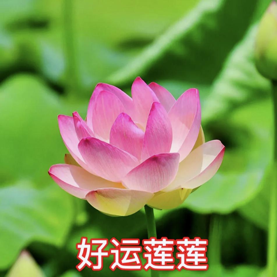 素萍