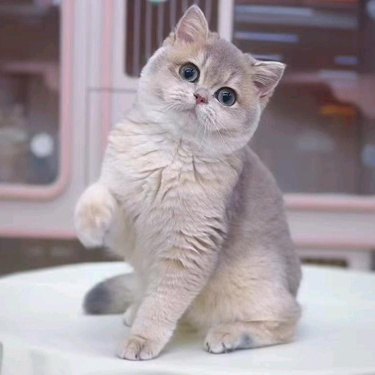 重庆尚东东电子商务有限责任公司