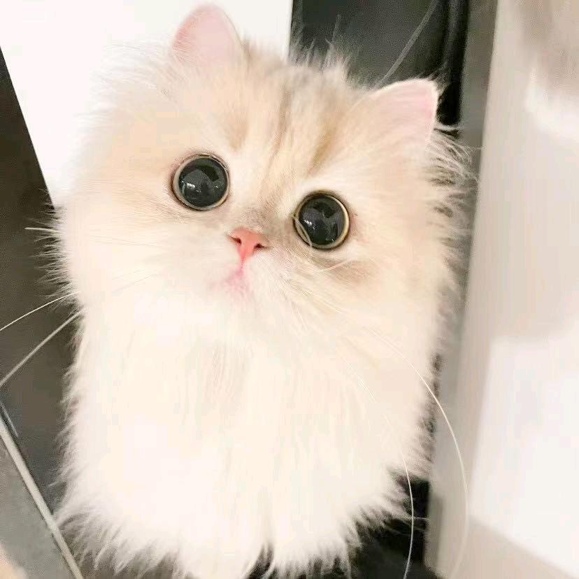 匿名小猫用户
