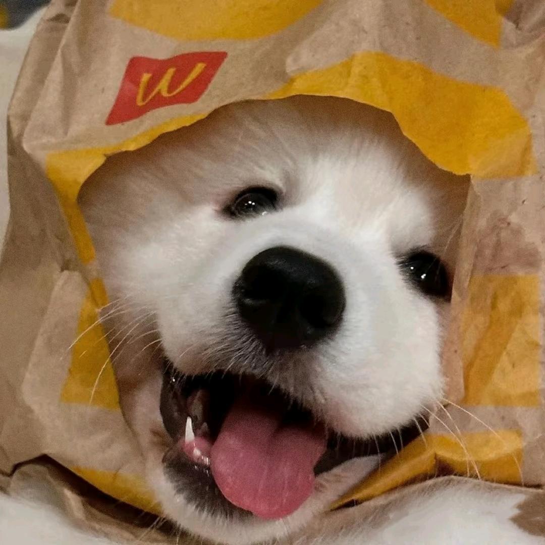 阿锦睡不饱🐻‍❄️（养伤中）