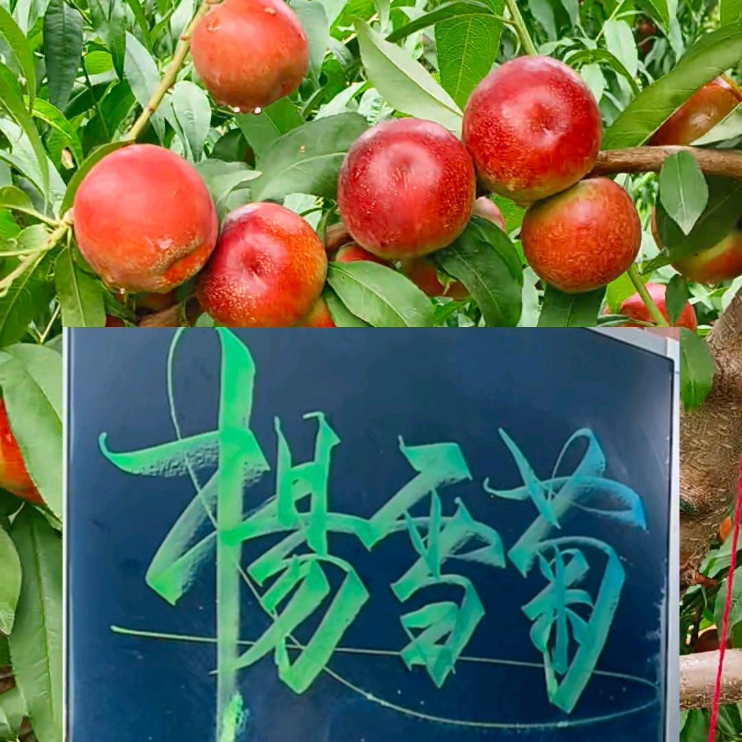 杨雪菊