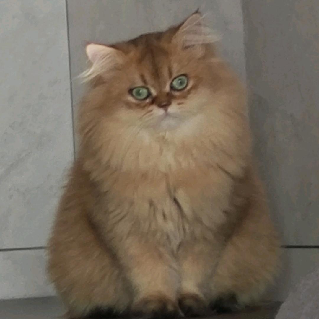 我家两只猫长得像鳌拜。