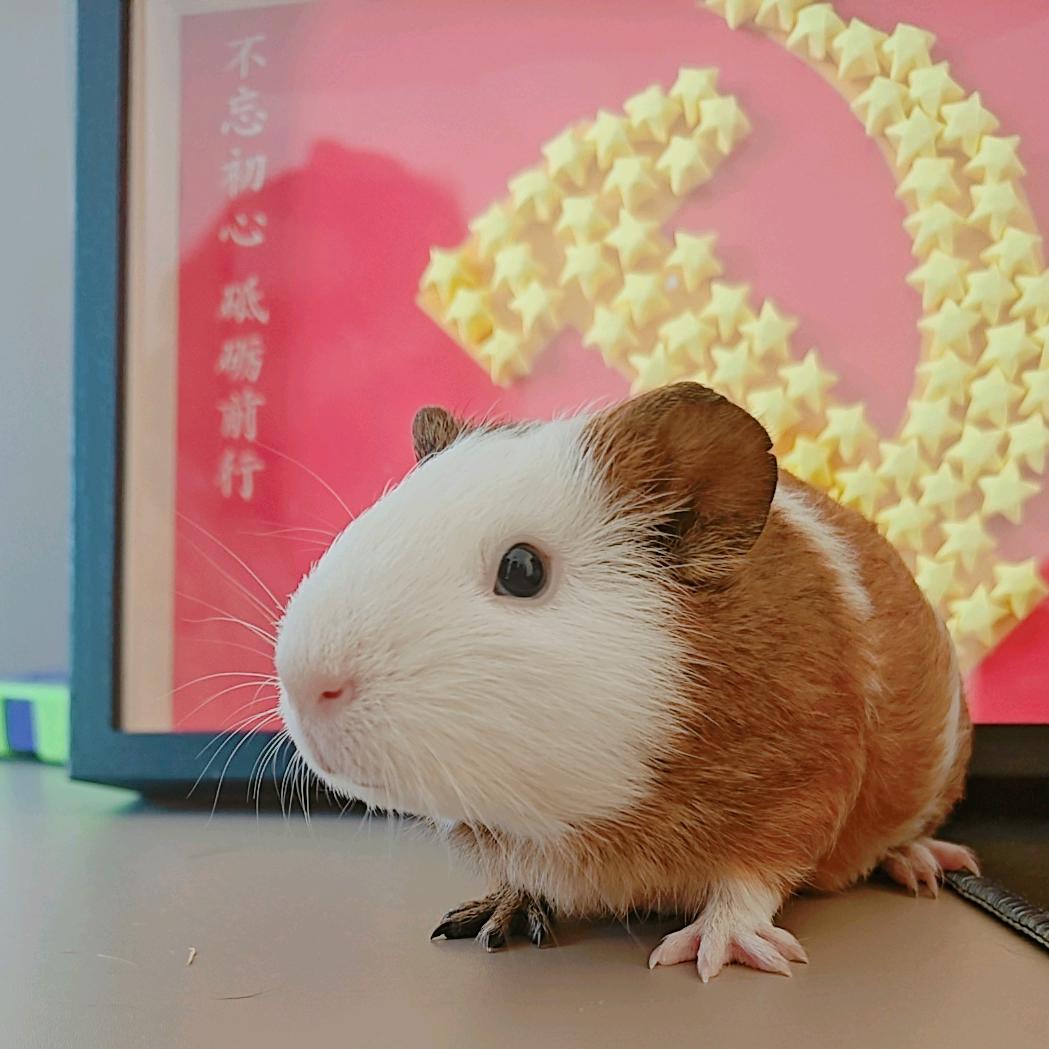 🐻 小五 🐻 不是鼠