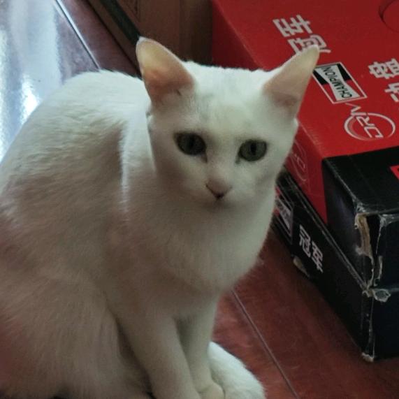 阿  泰
