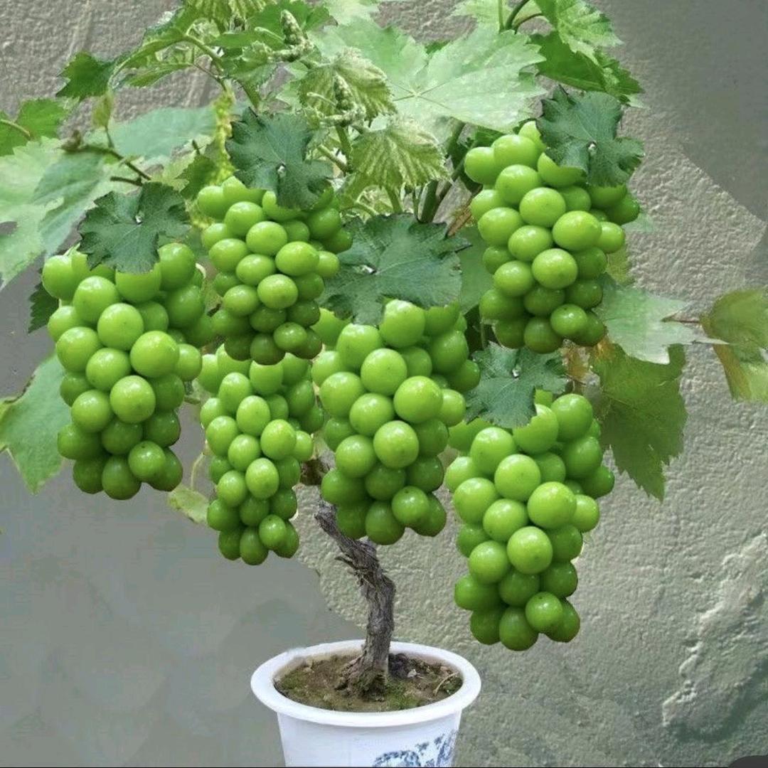 赛蒙果树苗木