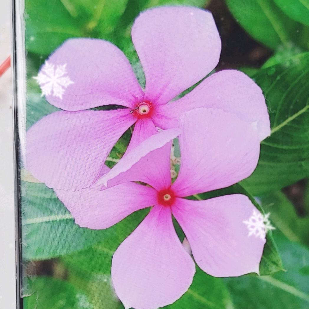张妹小号笨蛋