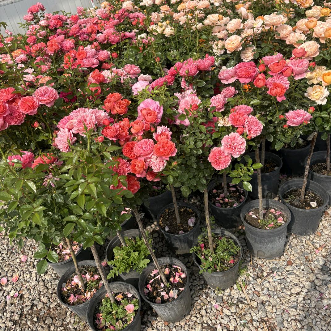 漫香花语