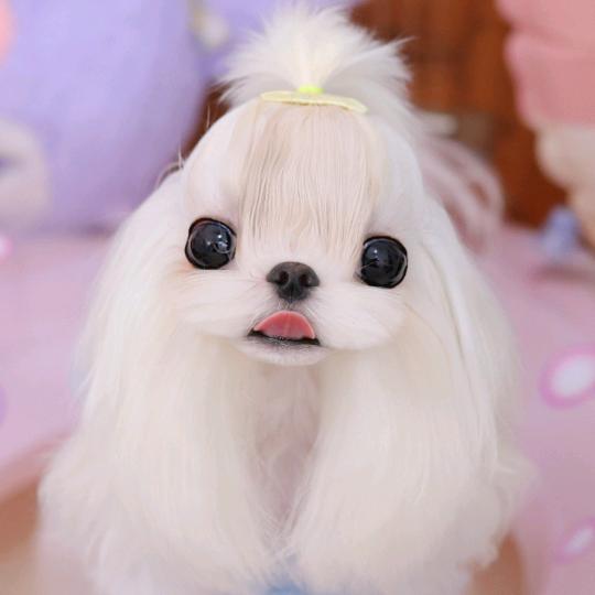 老刘家 西施 小马 约克夏