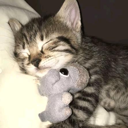 清蒸狮子头（湖南农大版）