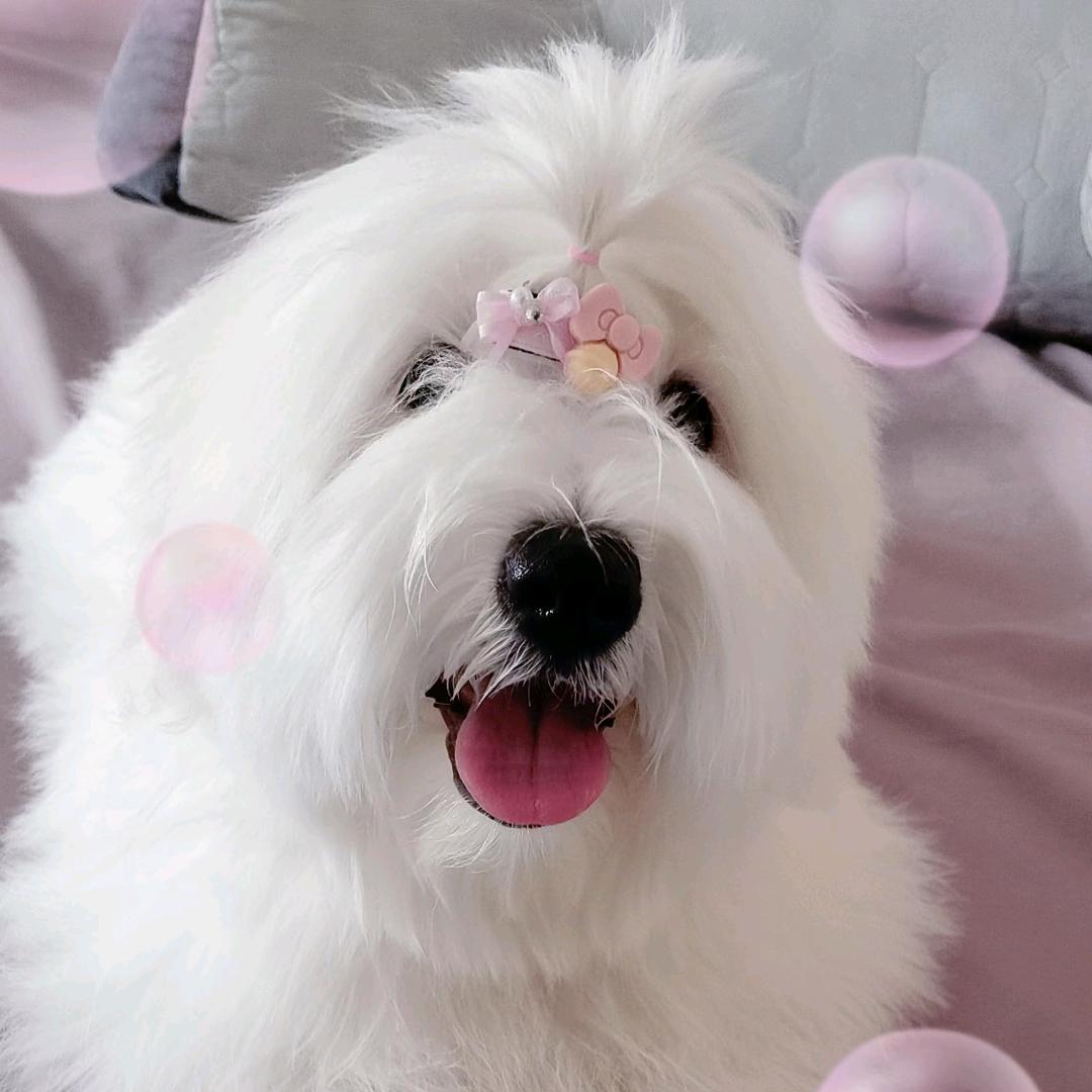 捷克狼犬~柏盛基地