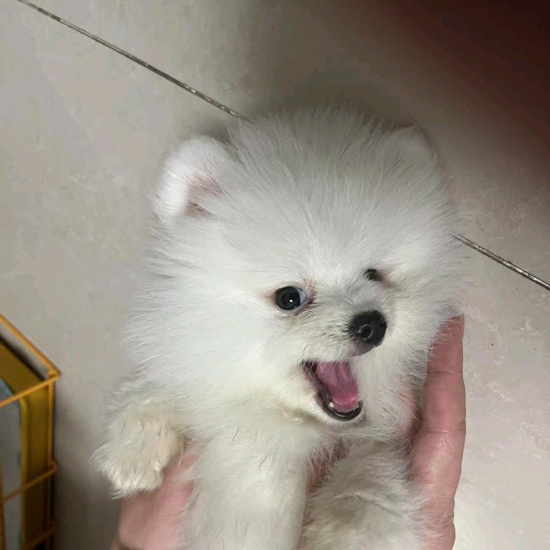 醒狮小椰子