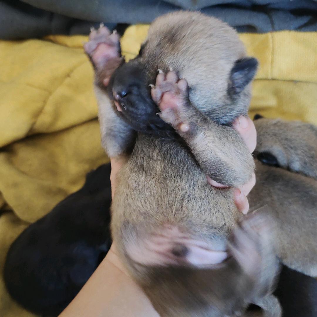 来福fu ♡  汤圆Yuan