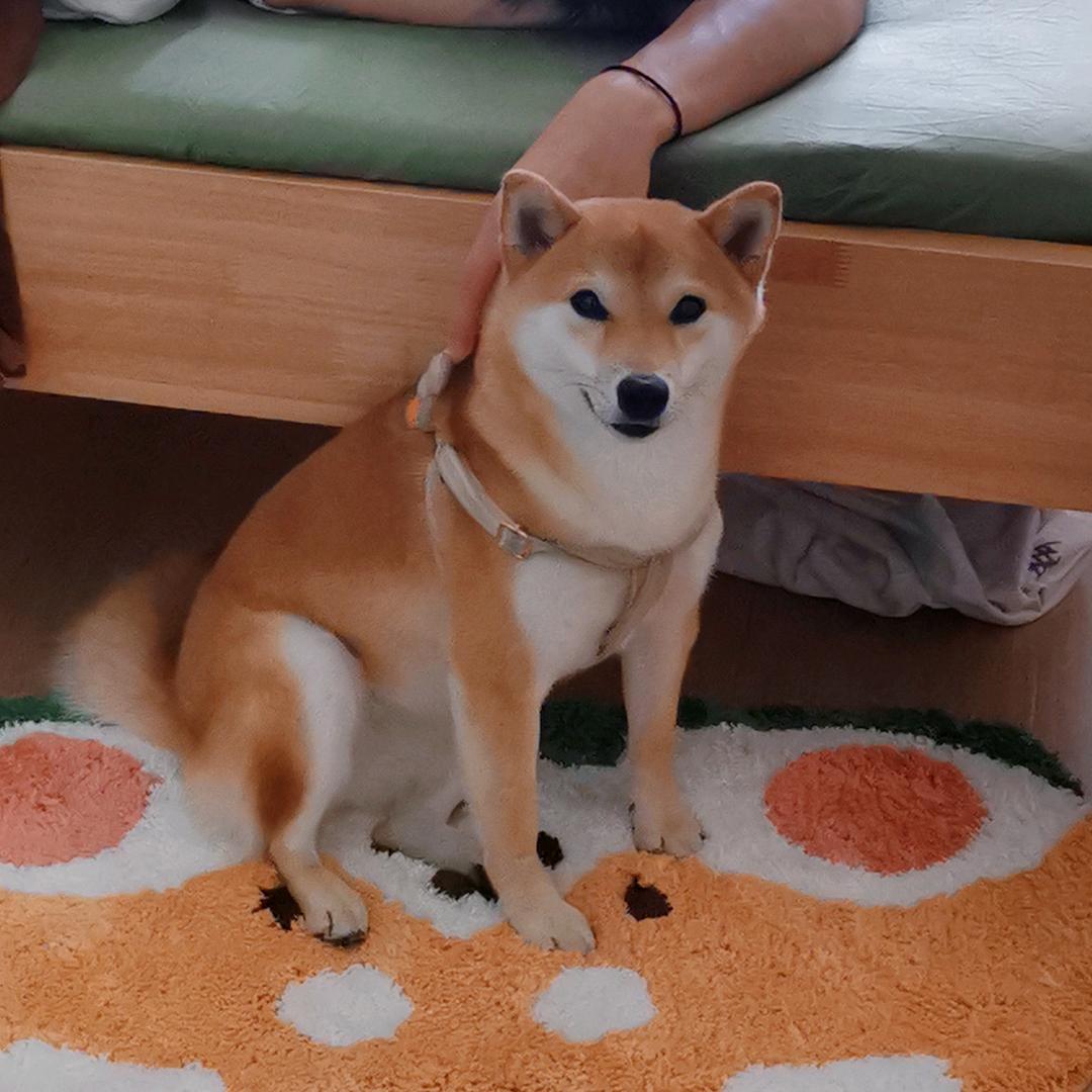 小柴犬财财