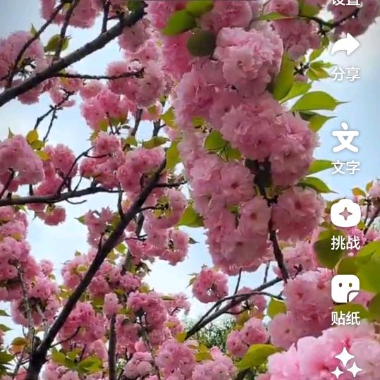 丁姐