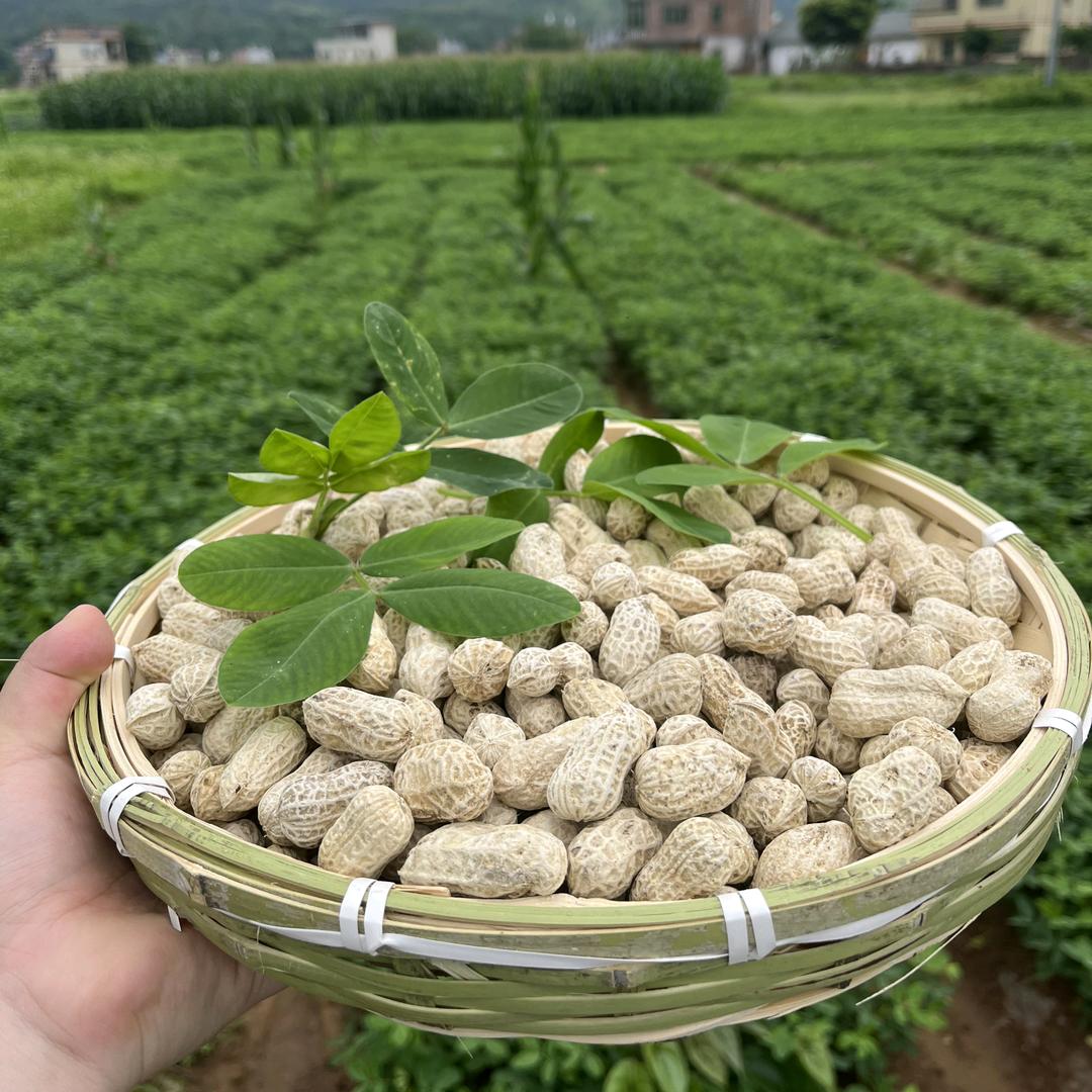 河源客家忠信水煮花生