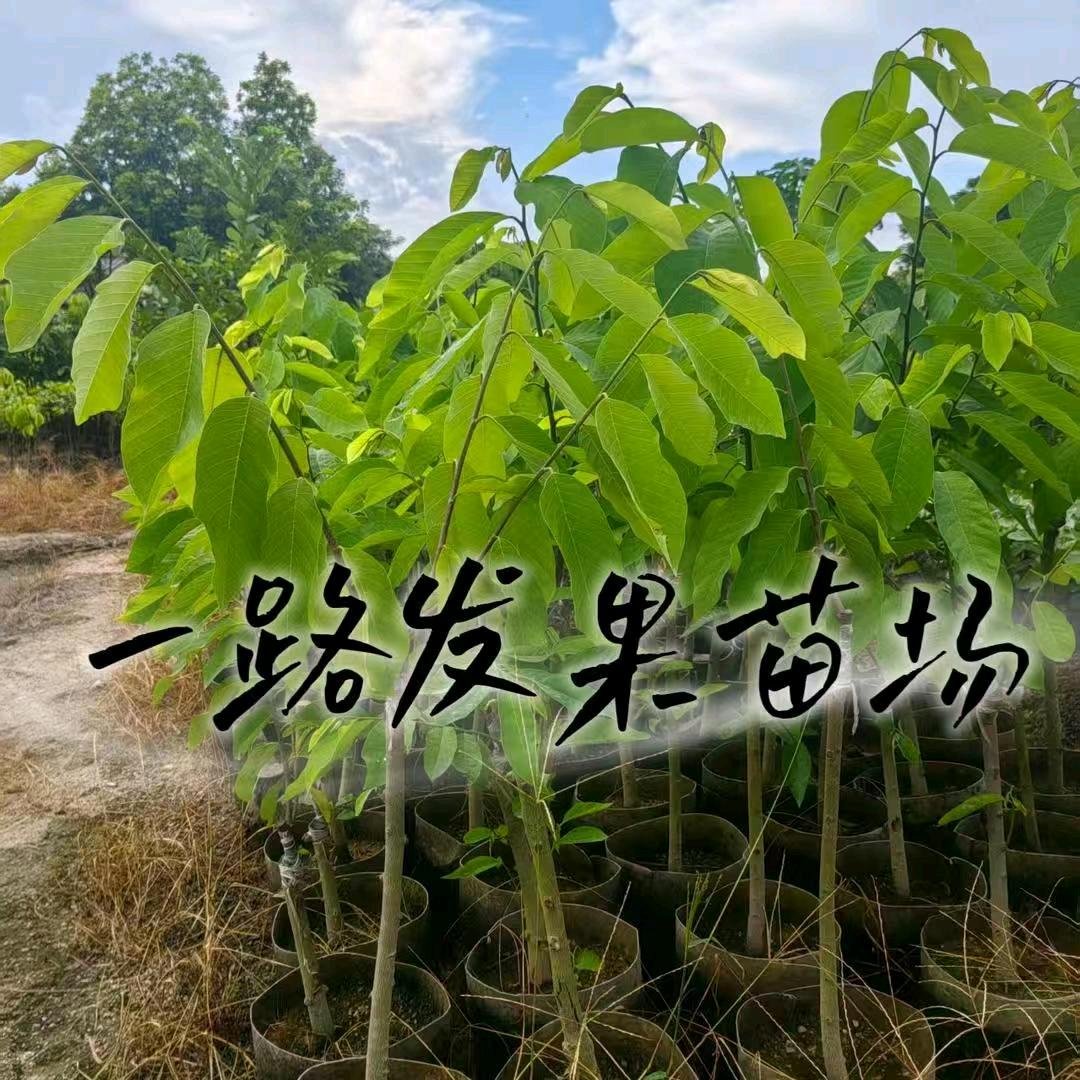 一路发果苗场