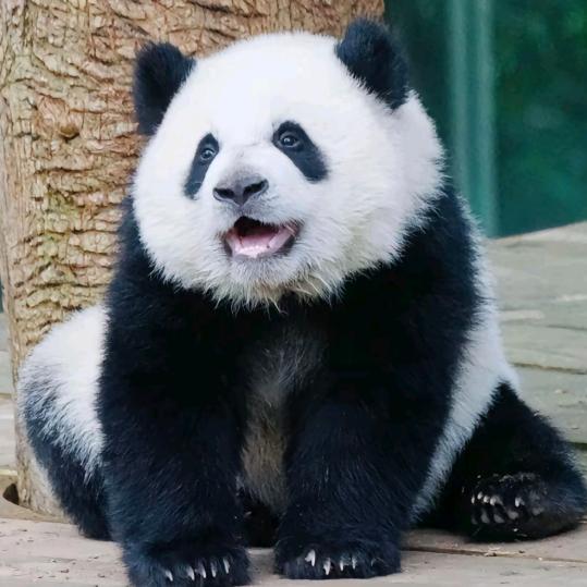 男人至死是少年