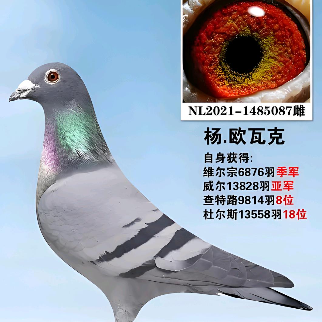 赛鸽信鸽156