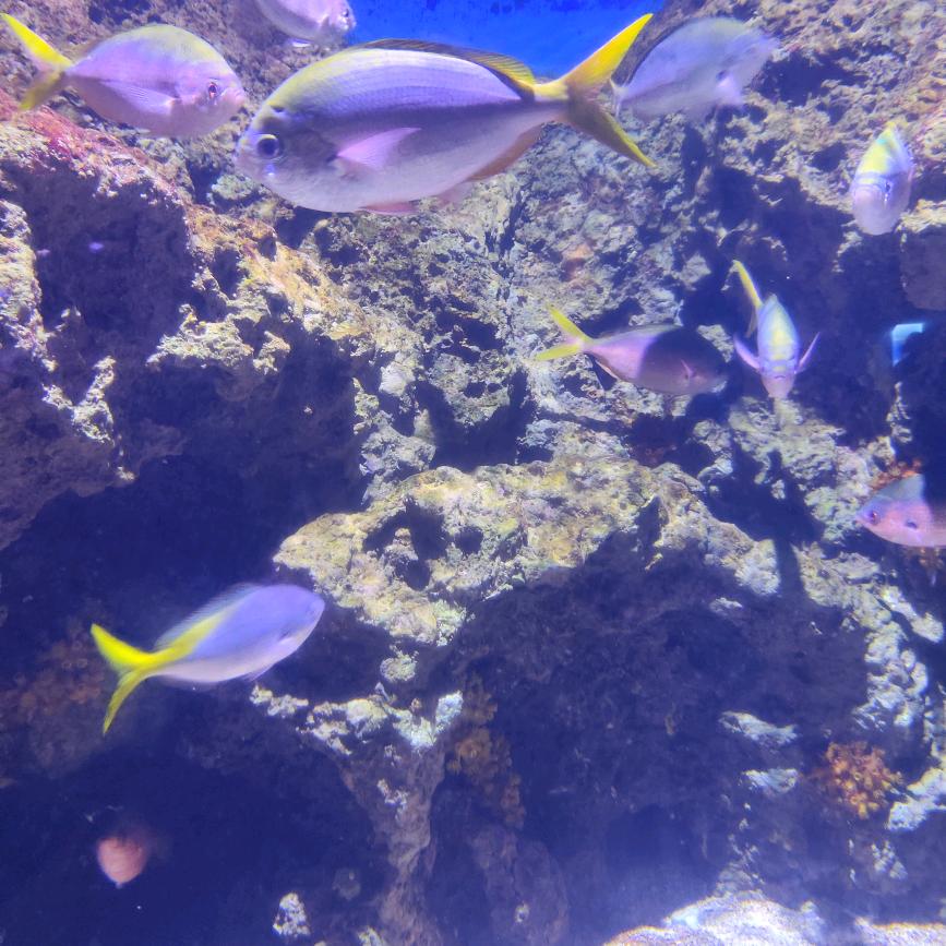 山鸟与鱼不同路